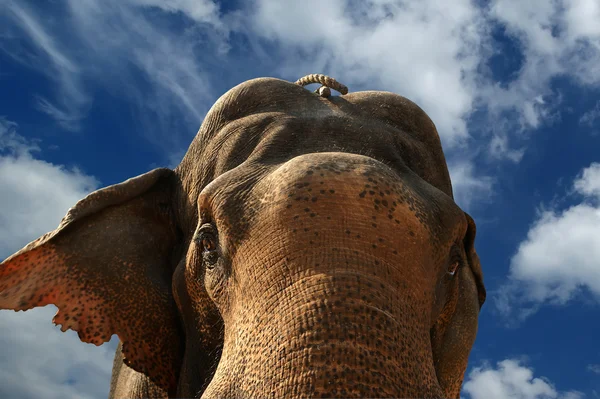 Rosto do elefante asiático — Fotografia de Stock