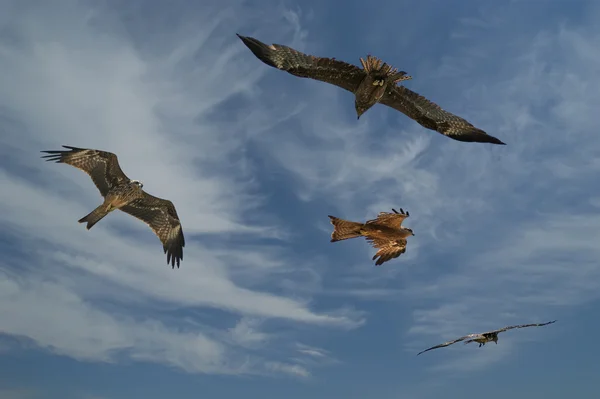 stock image Falcons fly against the blue sky