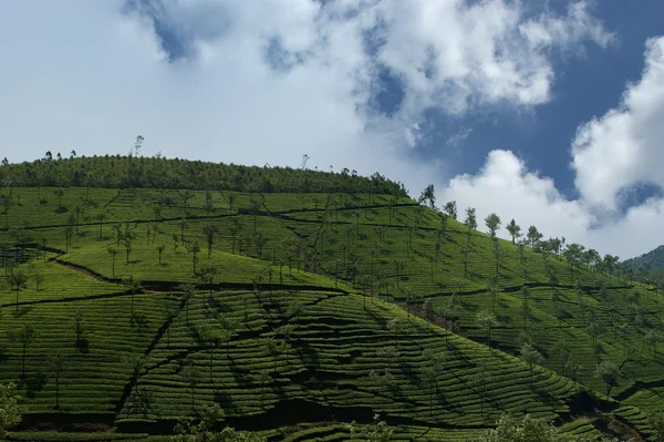 Tea plantation of Kerala, South India — Stock Photo, Image