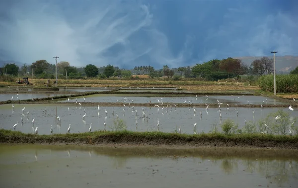 stock image Rice field. Kerala, South India