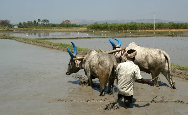 Buffaloes in the rice fields — Stock Photo, Image