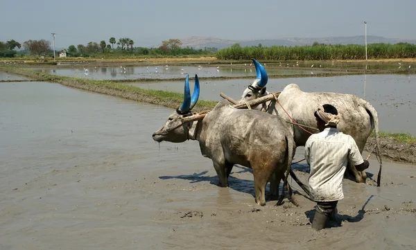 Buffels in de rijstvelden — Stockfoto