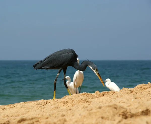 Herons on a sandy beach near the ocean — Stock Photo, Image