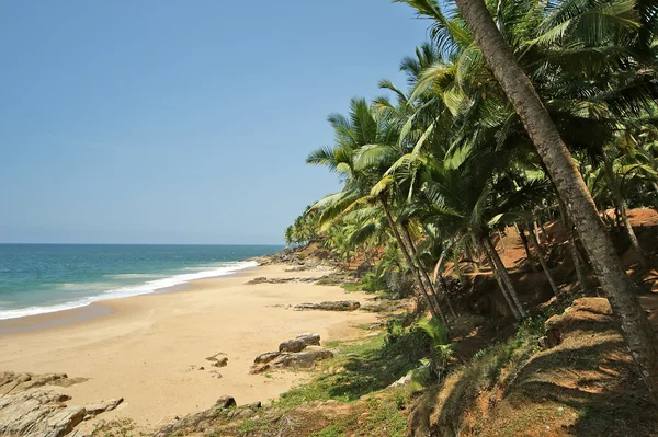 椰子树上海洋岸 — 图库照片