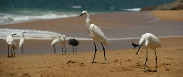 Herons on a sandy beach near the ocean — Stock Photo, Image