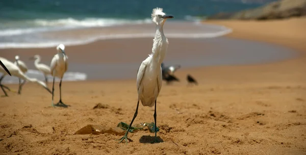 Hägrar på en sandstrand nära havet — Stockfoto