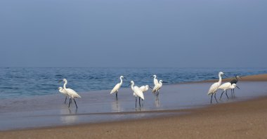 Herons on a sandy beach near the ocean clipart