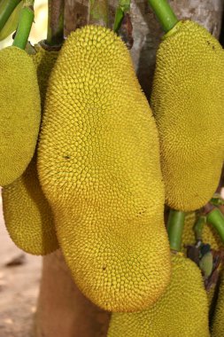 Olgun jackfruits