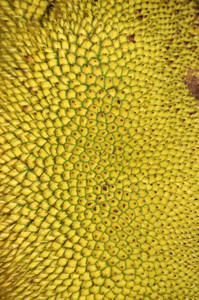 Kypsät jakkipuun hedelmät — kuvapankkivalokuva