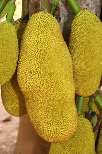 Frutos secos maduros —  Fotos de Stock