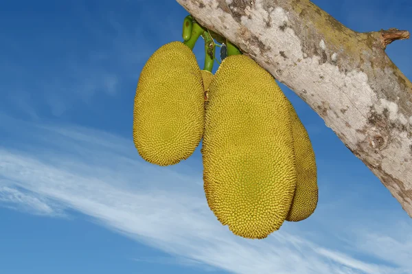 Dojrzałe jackfruits — Zdjęcie stockowe
