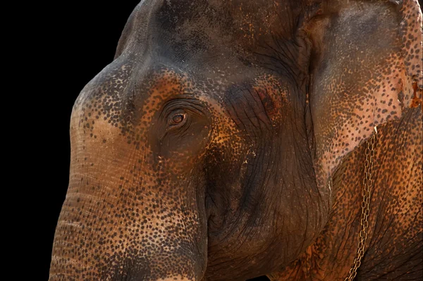 Volto di elefante asiatico — Foto Stock