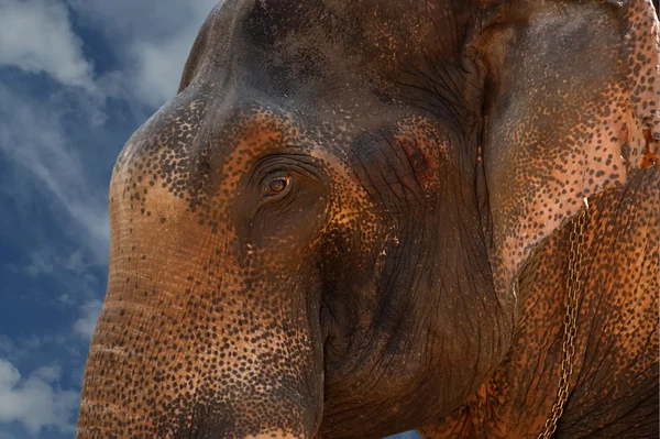 Kasvot Aasian Elefantti — kuvapankkivalokuva