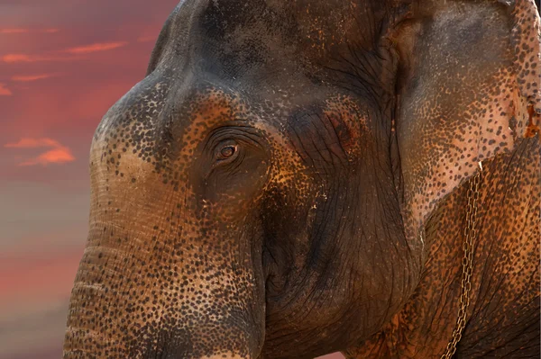 Cara de elefante asiático — Foto de Stock