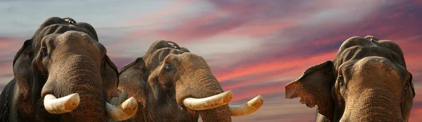 Volto di elefante asiatico — Foto Stock