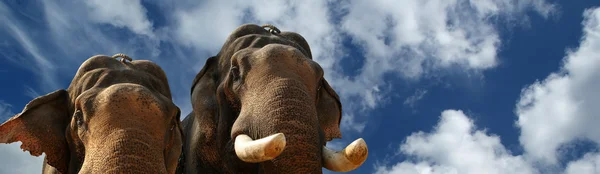 亚洲大象的脸 — 图库照片