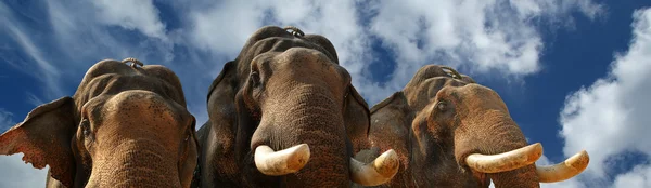 アジア象の顔 — ストック写真