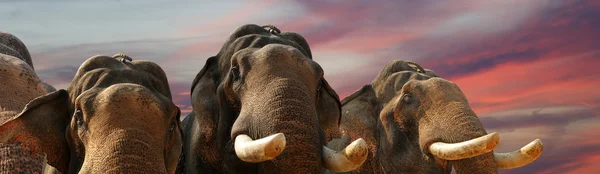 Ansikte av Asiatisk elefant — Stockfoto
