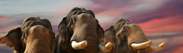 Ansikte av Asiatisk elefant — Stockfoto