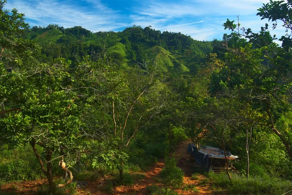 哥伦比亚北部丛林中的小路径 — 图库照片