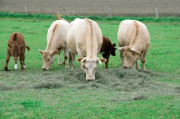Vacas no pasto. — Fotografia de Stock