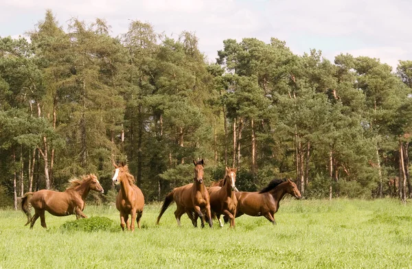 群的马 — 图库照片