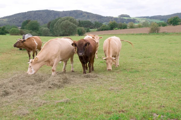 Vacas no pasto. — Fotografia de Stock