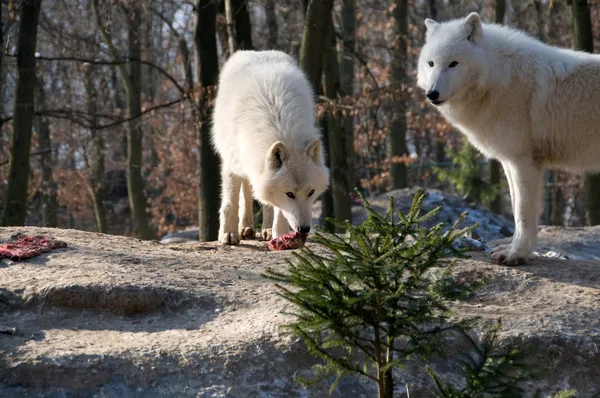 Polar varg äter . — Stockfoto