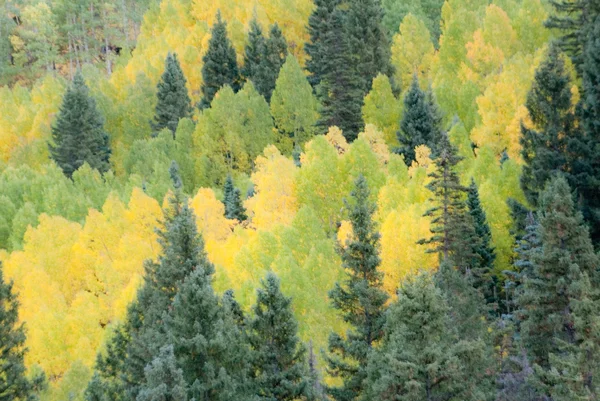 stock image Soft Green Trees