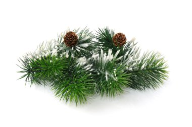 Conifer branch with cones clipart