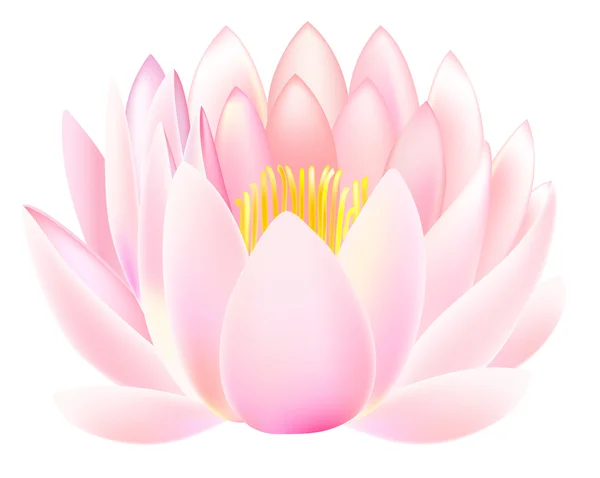 Fleur de lotus — Image vectorielle