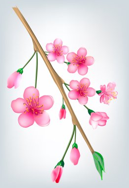 Sakura blossom branch clipart