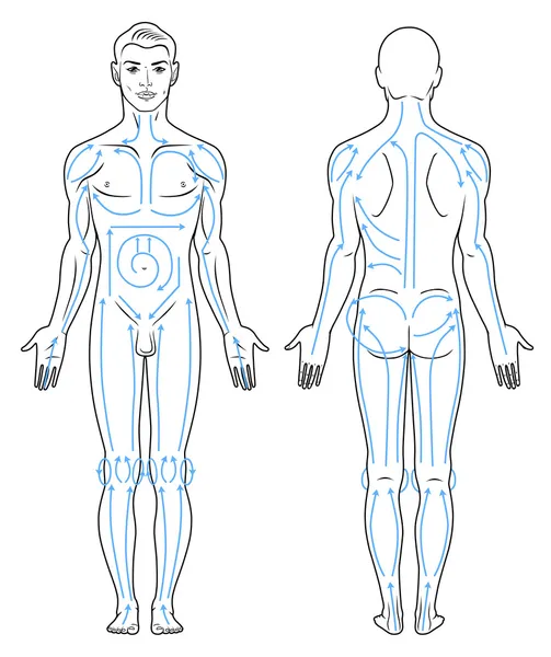 Lignes de massage du corps pour homme . — Image vectorielle