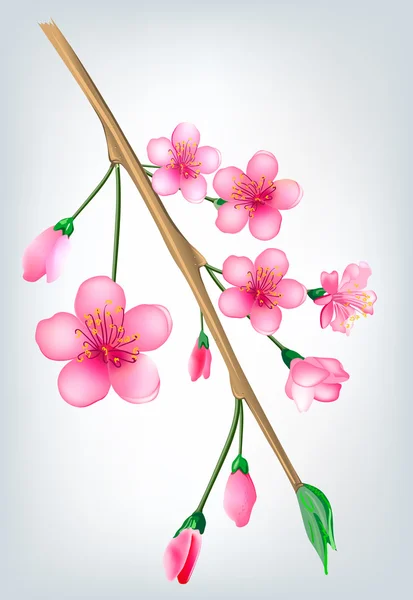 Sakura çiçek şube — Stok Vektör