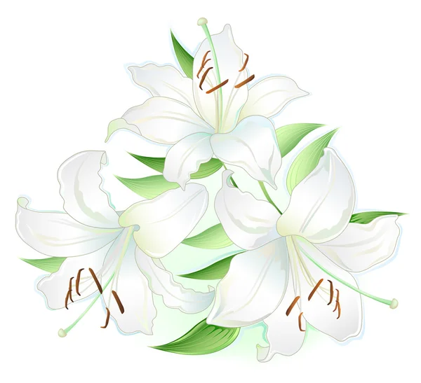 Witte lilly — Stockvector