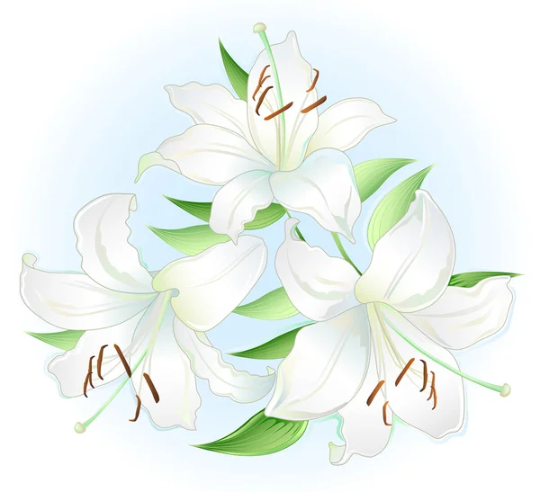 Witte lilly — Stockvector