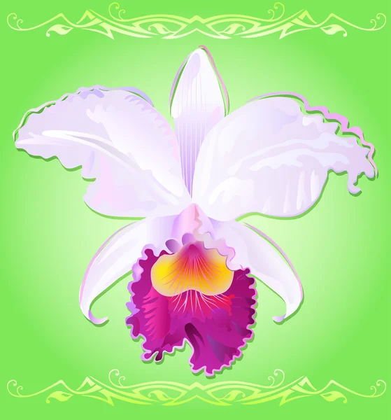 Orkidé — Stock vektor