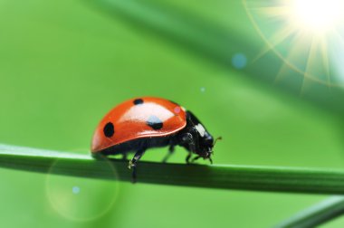 Ladybug on grass clipart