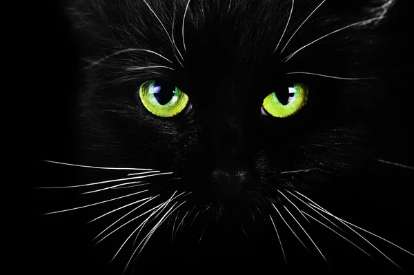 ब्लॅक मांजर — स्टॉक फोटो, इमेज