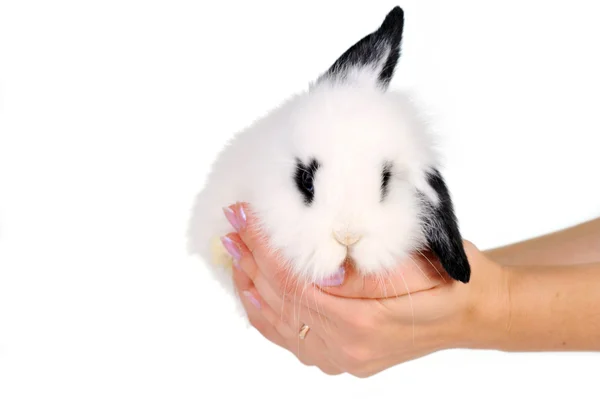 Biały królik w ręce — Zdjęcie stockowe