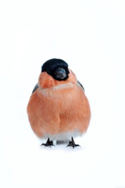 Eurasian bullfinch clipart