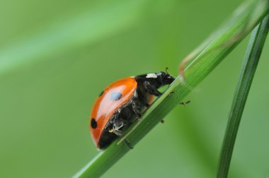 Ladybug on grass clipart