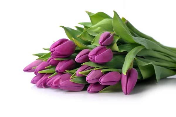 紫チューリップ — ストック写真