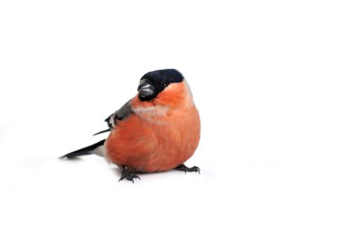 Eurasian bullfinch clipart