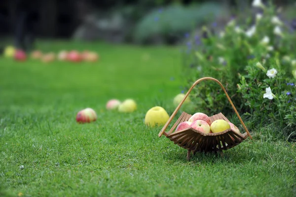 Koszyk z jabłkami — Zdjęcie stockowe