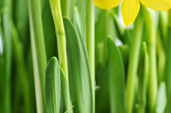 Yellow daffodil buds — Stock Photo, Image
