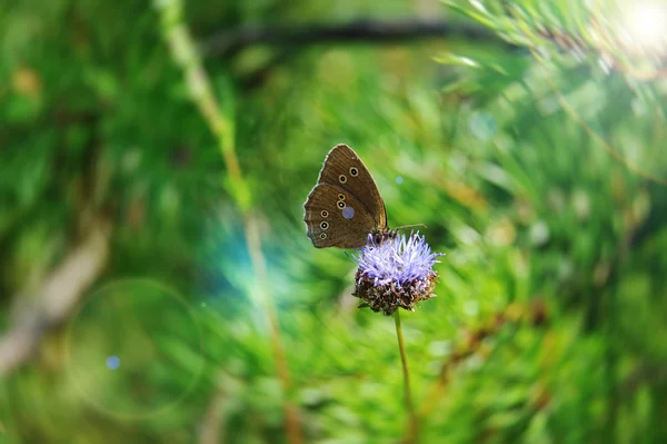 Όμορφη πεταλούδα — Φωτογραφία Αρχείου