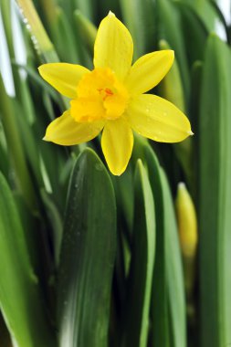 Yellow daffodils clipart