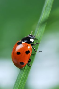 Ladybug on grass clipart