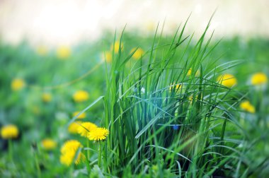 dandelions çiçeklenme